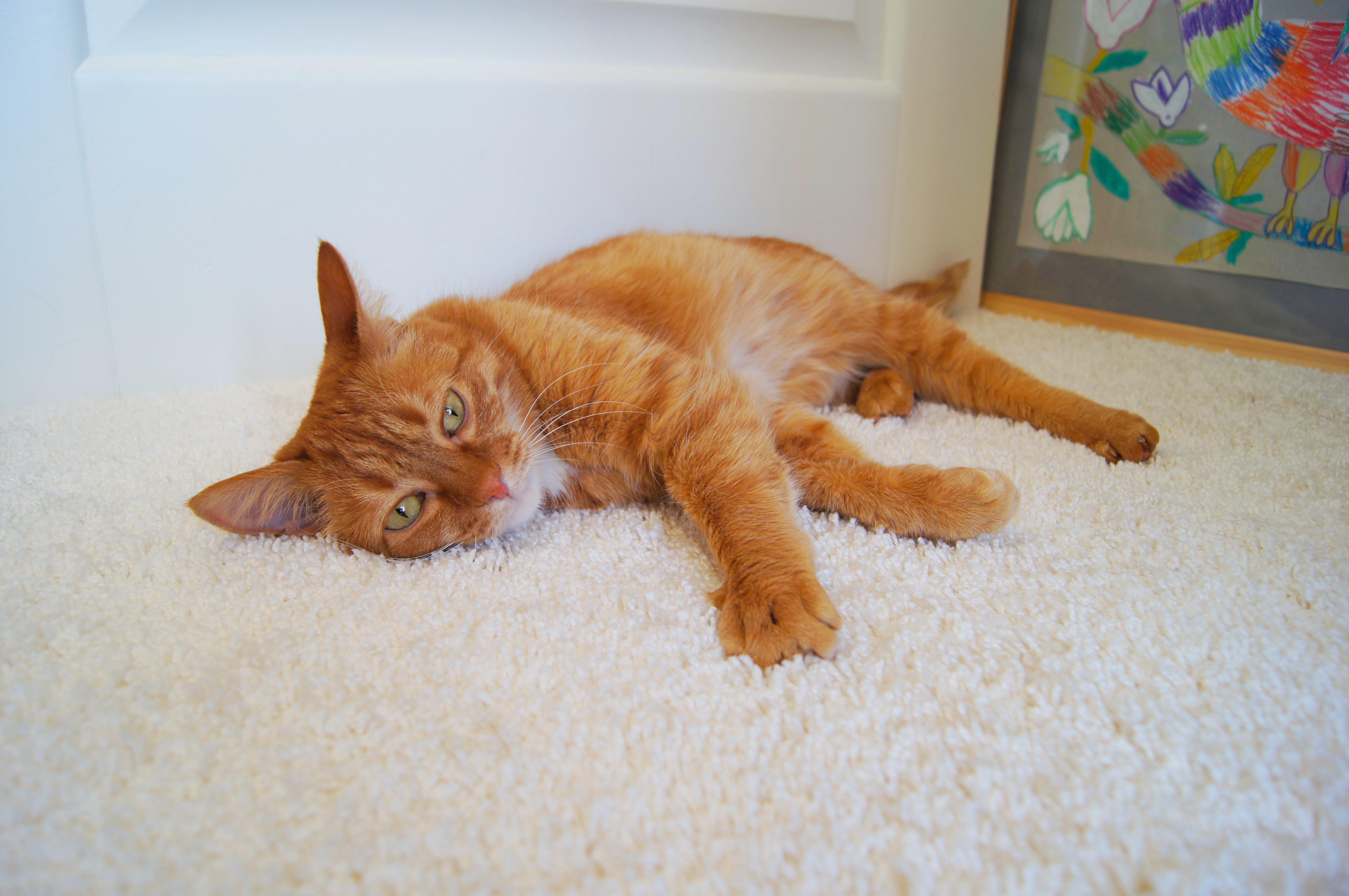 Ковролин "Зартекс" Amarena 140 бежевый (4м) — купить в Ульяновске